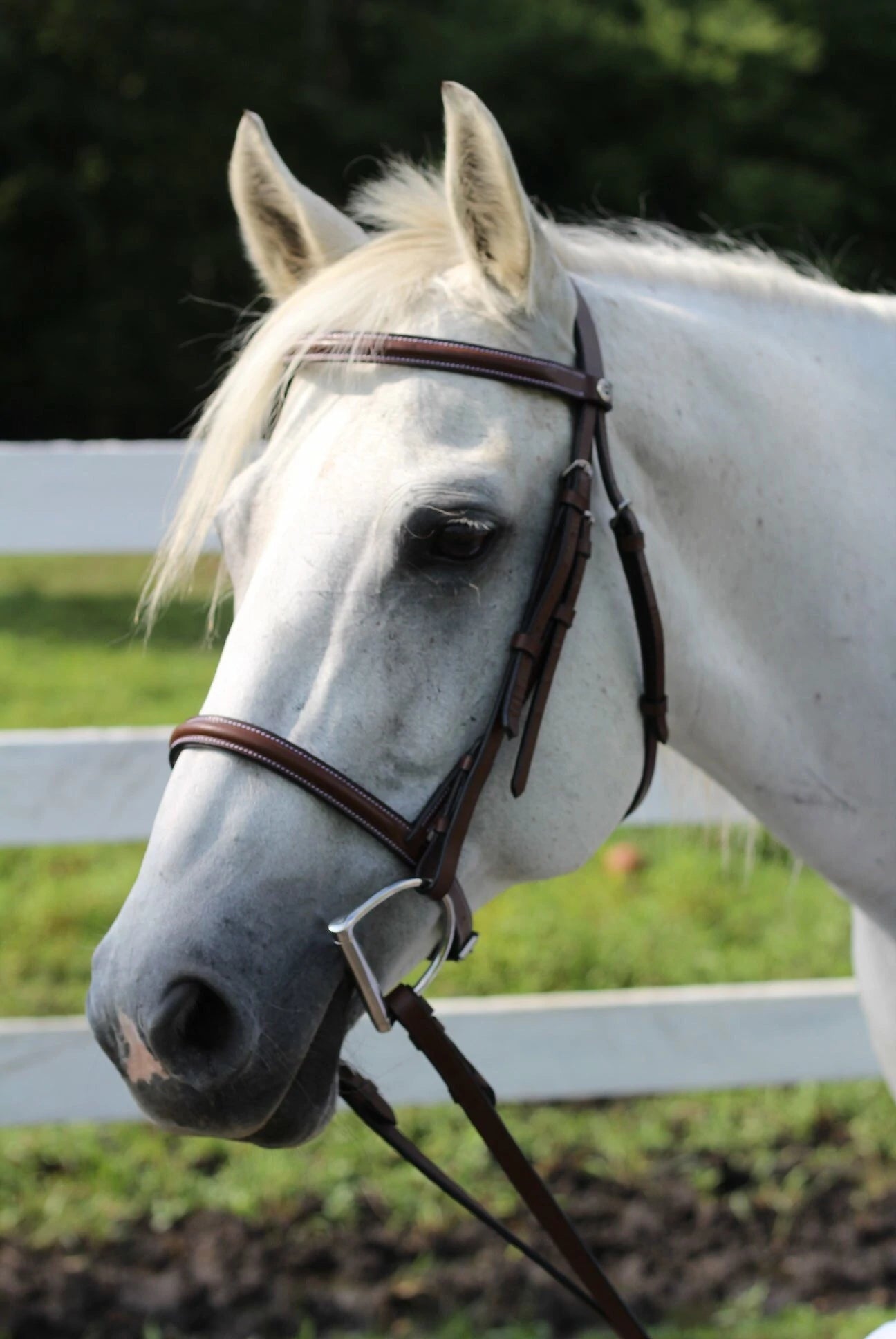 Henri De Rivel Plain Raised Snaffle Bridle-Horse Size